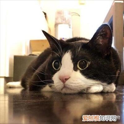 什么是田园猫小得小，“宠物猫”和“田园猫”之间有怎样的差异？戳答案→