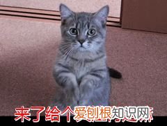 什么是田园猫小得小，“宠物猫”和“田园猫”之间有怎样的差异？戳答案→