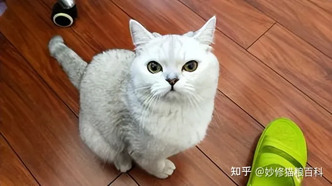 宠物猫跟田园猫的区别,“田园猫”和“宠物猫”的区别,网友:太真实了!