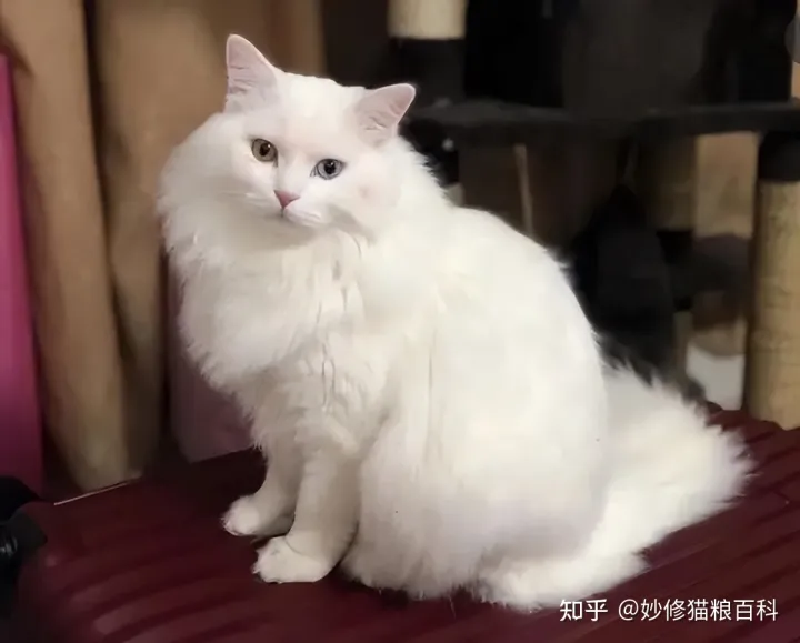 宠物猫跟田园猫的区别,“田园猫”和“宠物猫”的区别,网友:太真实了!