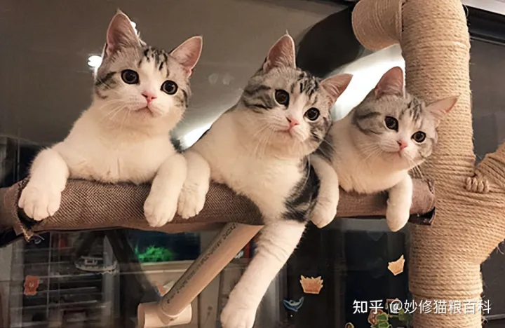 宠物猫跟田园猫的区别,“田园猫”和“宠物猫”的区别,网友:太真实了!