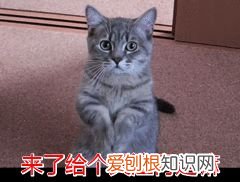 宠物猫跟田园猫的区别,“田园猫”和“宠物猫”的区别,网友:太真实了!