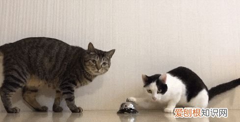 宠物猫跟田园猫的区别,“田园猫”和“宠物猫”的区别,网友:太真实了!