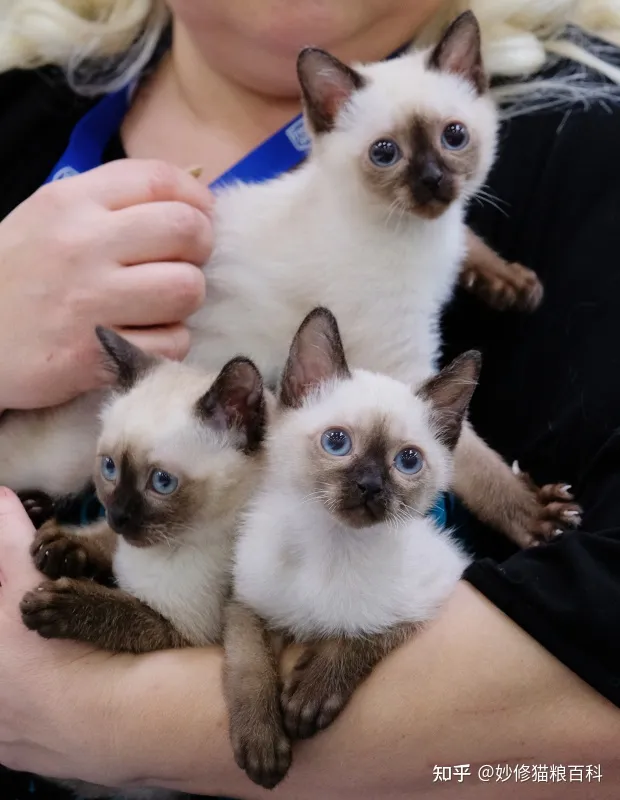 宠物猫跟田园猫的区别,“田园猫”和“宠物猫”的区别,网友:太真实了!