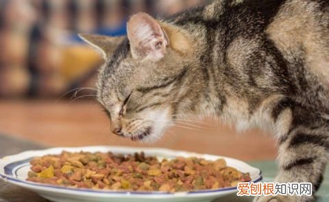 宠物猫跟田园猫的区别,“田园猫”和“宠物猫”的区别,网友:太真实了!