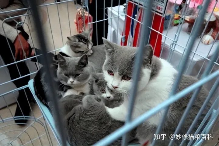 宠物猫跟田园猫的区别,“田园猫”和“宠物猫”的区别,网友:太真实了!