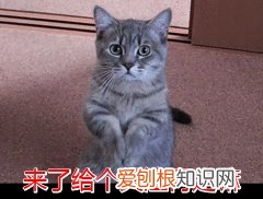 田园猫跟品种猫的区别，宠物猫和田园猫的差别，一个备受欢迎，一个嗤之以鼻