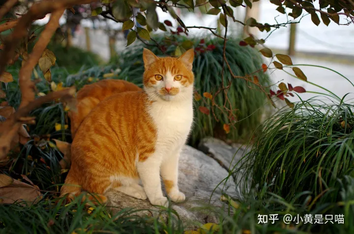 养土猫还是养宠物猫，“土猫”和“宠物猫”有什么区别？养了就知道，差别很大