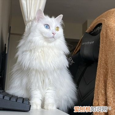 养土猫还是养宠物猫，“土猫”和“宠物猫”有什么区别？养了就知道，差别很大