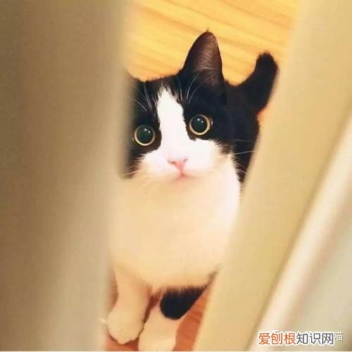 养土猫还是养宠物猫，“土猫”和“宠物猫”有什么区别？养了就知道，差别很大