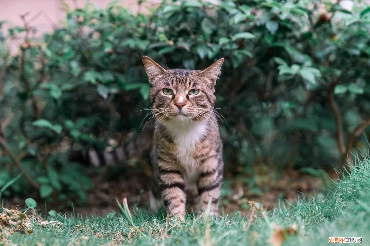 田园猫是小型猫吗，“田园猫”和“宠物猫”的区别，网友：太真实了