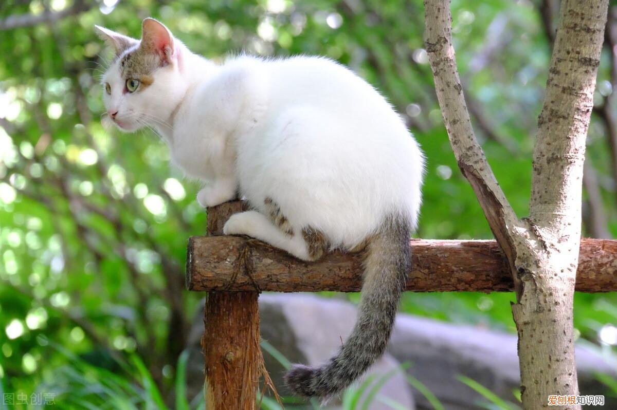 田园猫算宠物猫吗，养“宠物猫”和“田园猫”的区别，这6点过分真实