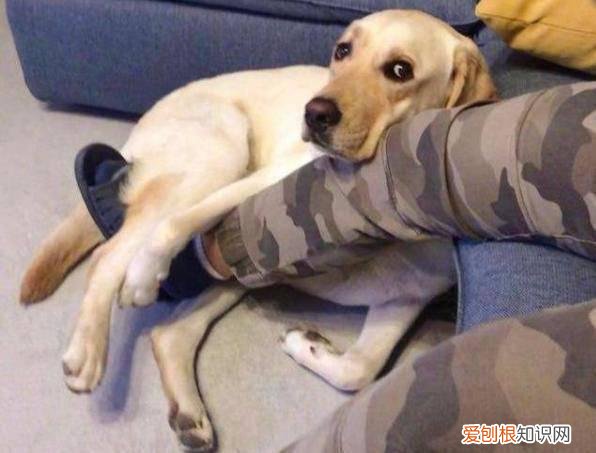 幼犬抱大腿表示着什么 狗狗“抱大腿”的含义，一般人都不懂！