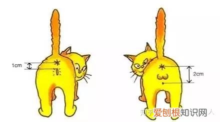 怎么分辨公猫还是母猫，如何一眼辨别公猫or母猫