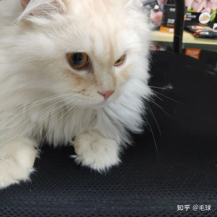 猫如何分公母 详细的辨别方法图解，猫如何分公母 详细的辨别方法