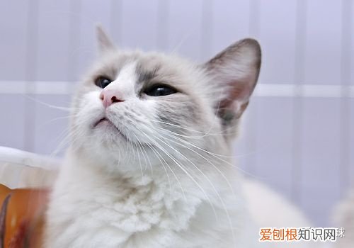 猫如何分公母 详细的辨别方法图解，猫如何分公母 详细的辨别方法