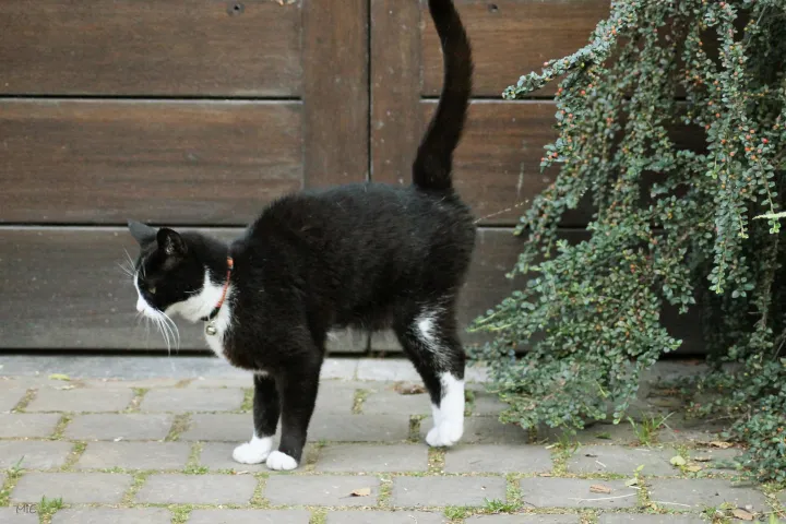 怎样分辨猫咪的性别，如何判断猫的性别？