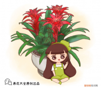 鸿运当头花叶子，鸿运当头这样养，花红叶绿，花期更久