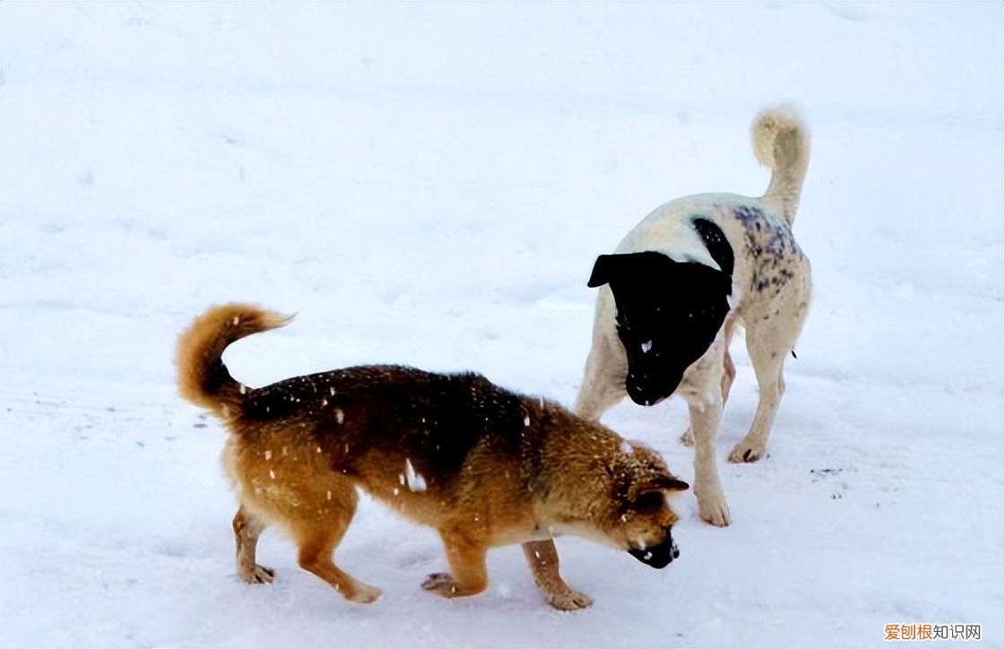 果断收藏的英文怎么说，果断收藏！公狗狗和母狗狗的区别，以后用得上