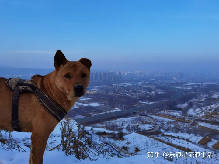 土狗跟犬有什么区别，土狗和宠物狗有什么实际上的区别？