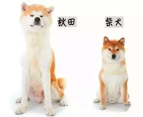 如何区分柴犬和土狗，如何区分柴犬和土狗?