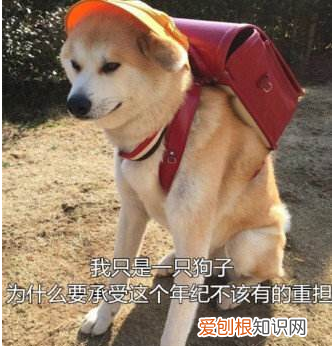 田园犬是什么犬，养“宠物狗”和“田园犬”的几点区别，太真实了