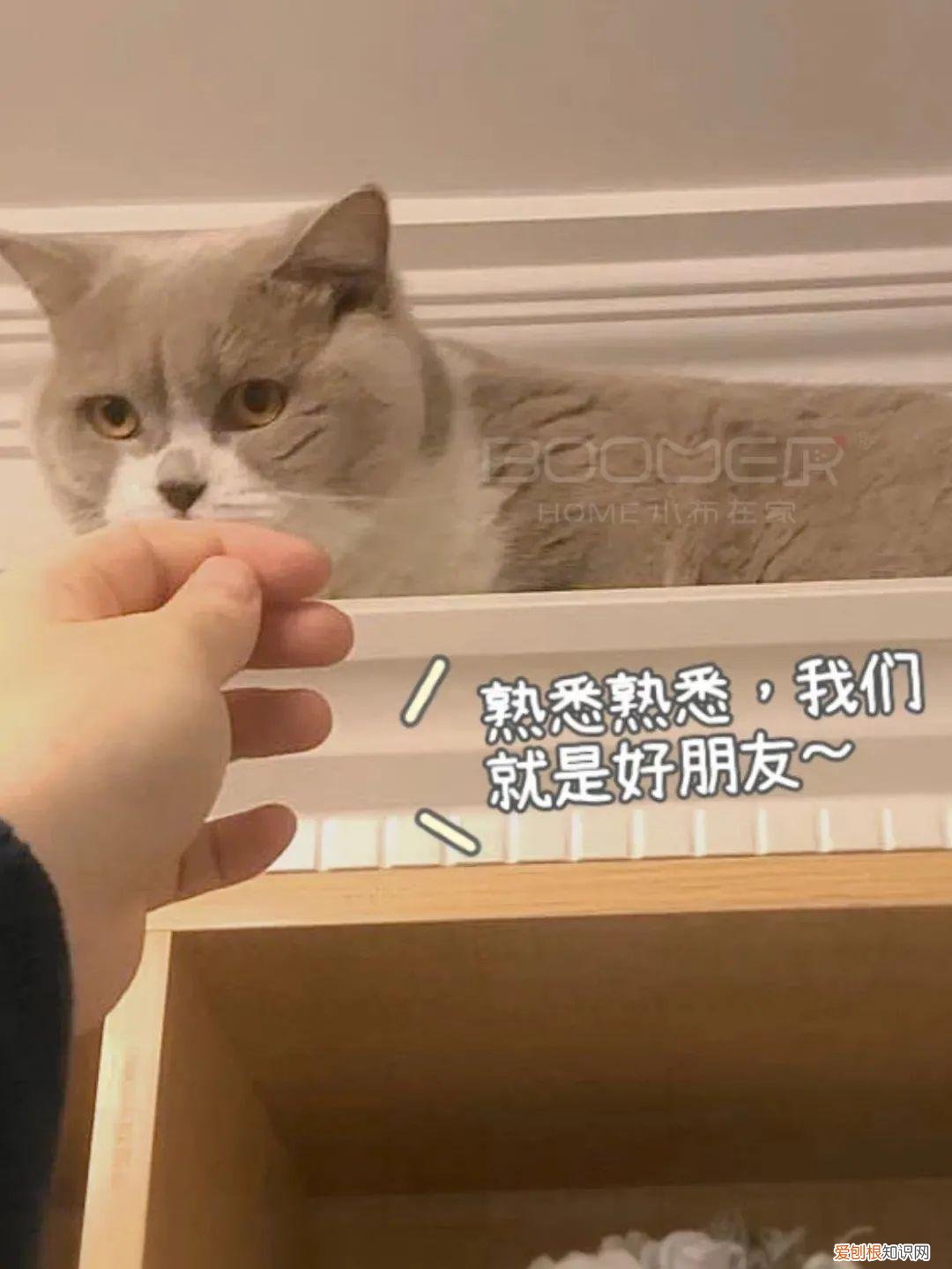 有什么有趣的宠物名字好听,关于宠物的趣味知识,求分享?