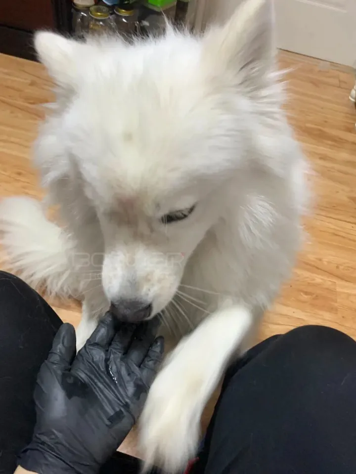 有什么有趣的宠物名字好听,关于宠物的趣味知识,求分享?