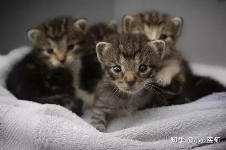 科学养宠小知识，有哪些超实用的养宠小知识？看小宠医师来总结