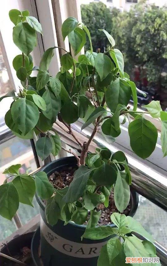 养花大全各种花图片全，6个养花实用小窍门，业余爱好者的秘籍，养好花并不难