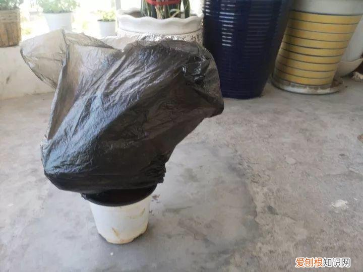 养花大全各种花图片全，6个养花实用小窍门，业余爱好者的秘籍，养好花并不难