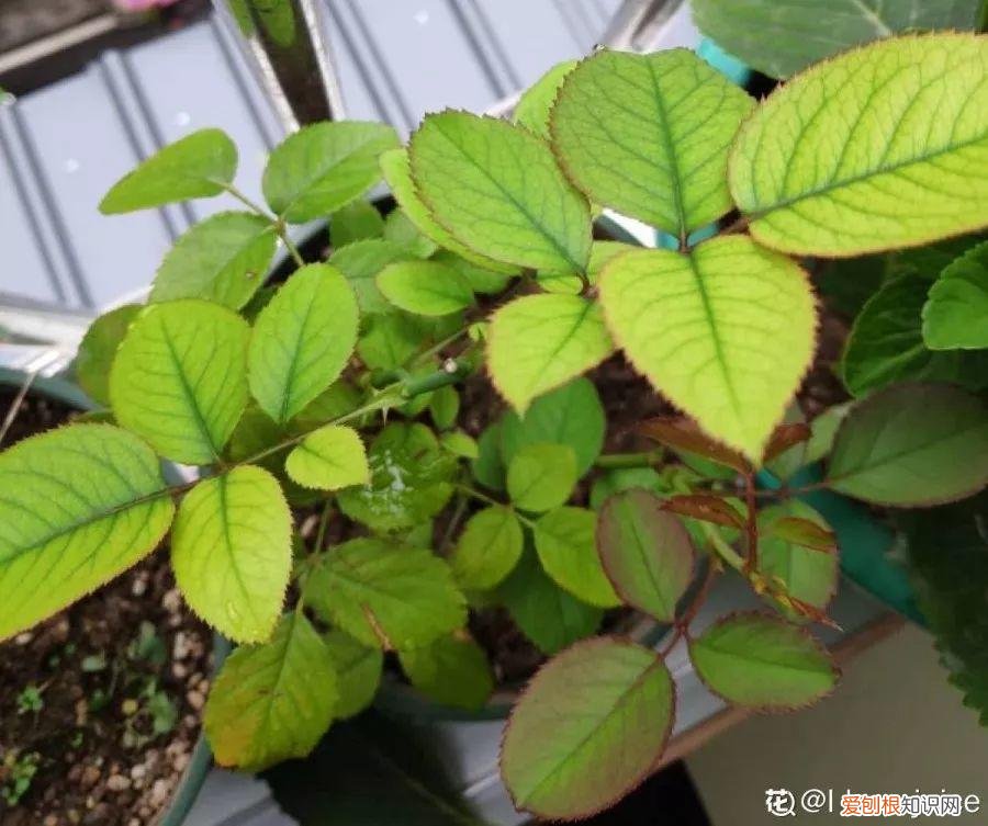 养花大全各种花图片全，6个养花实用小窍门，业余爱好者的秘籍，养好花并不难