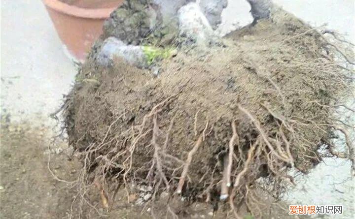 养花大全各种花图片全，6个养花实用小窍门，业余爱好者的秘籍，养好花并不难