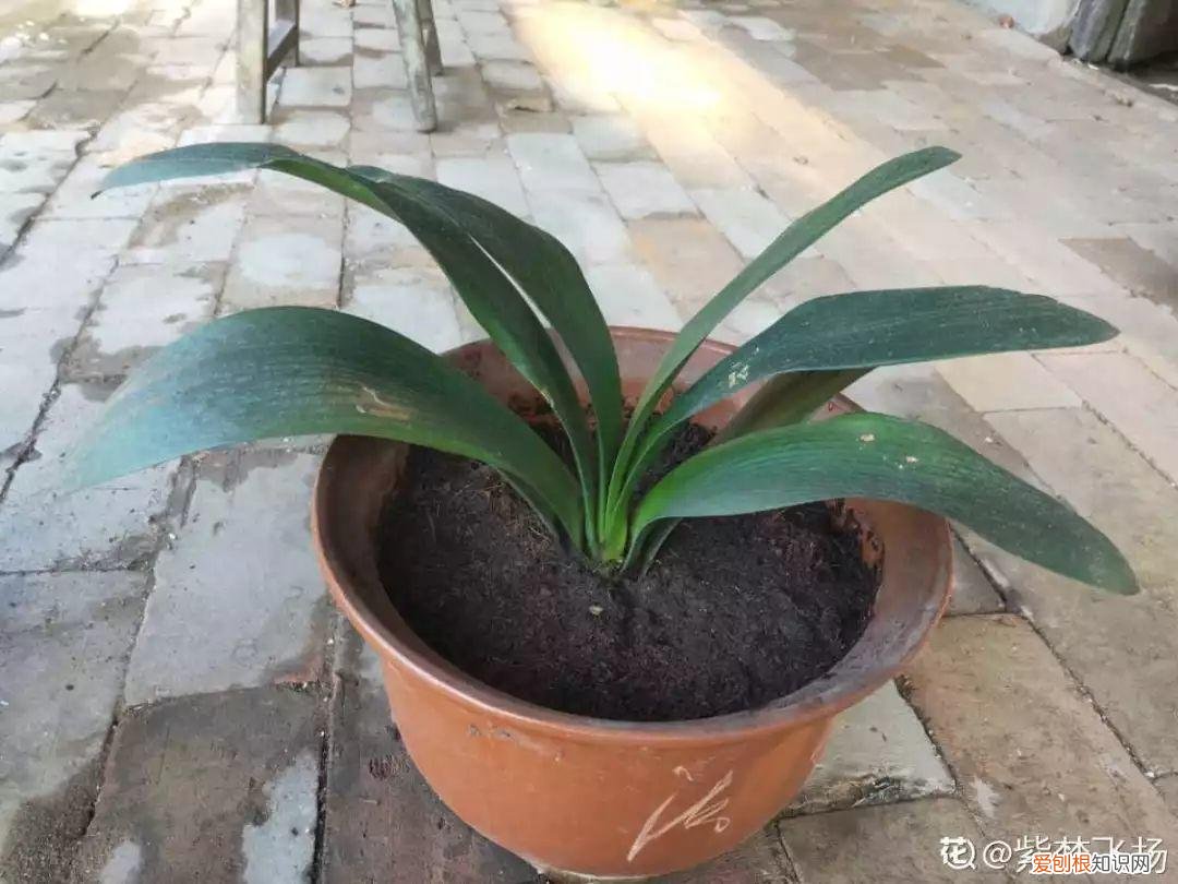 养花大全各种花图片全，6个养花实用小窍门，业余爱好者的秘籍，养好花并不难