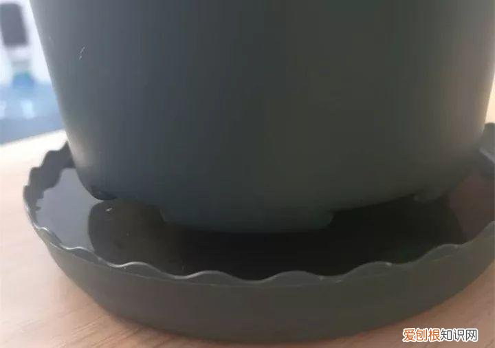 养花大全各种花图片全，6个养花实用小窍门，业余爱好者的秘籍，养好花并不难