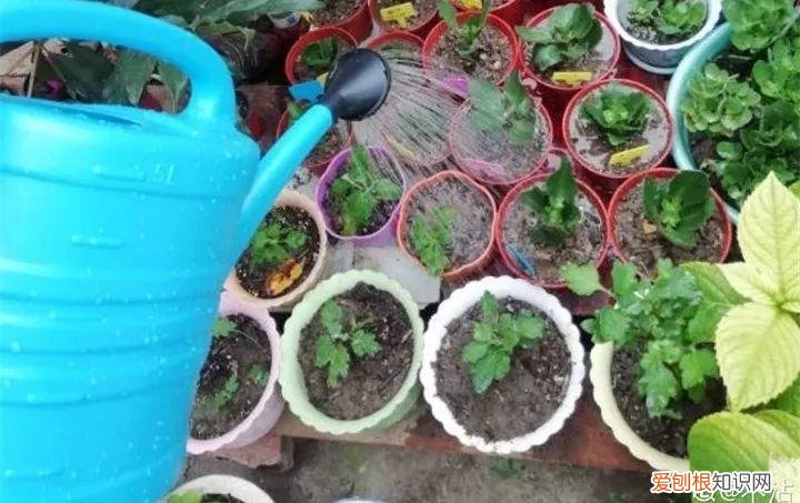 养花大全各种花图片全，6个养花实用小窍门，业余爱好者的秘籍，养好花并不难