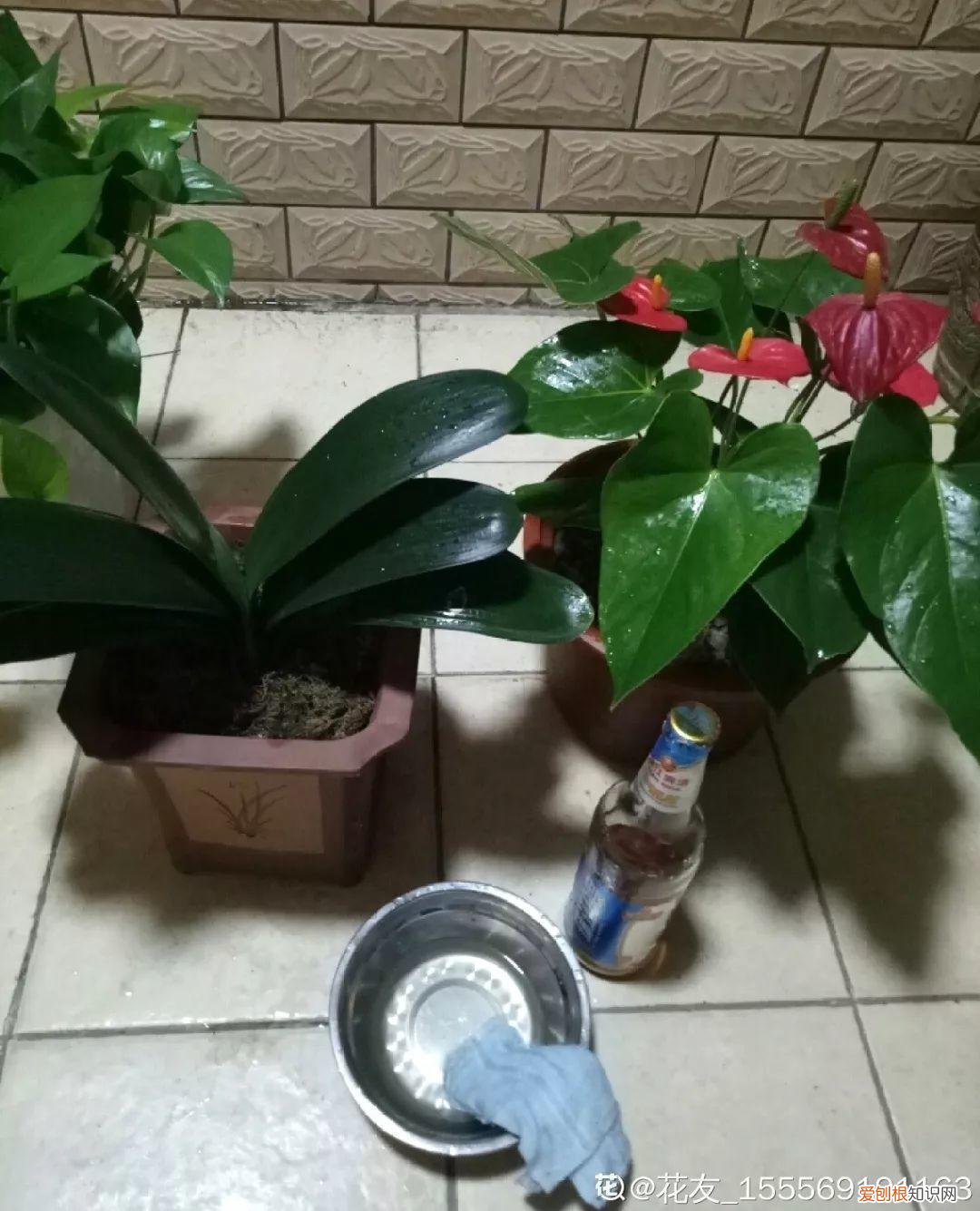 养花大全各种花图片全，6个养花实用小窍门，业余爱好者的秘籍，养好花并不难