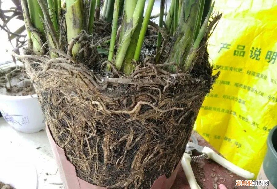 养花大全各种花图片全，6个养花实用小窍门，业余爱好者的秘籍，养好花并不难