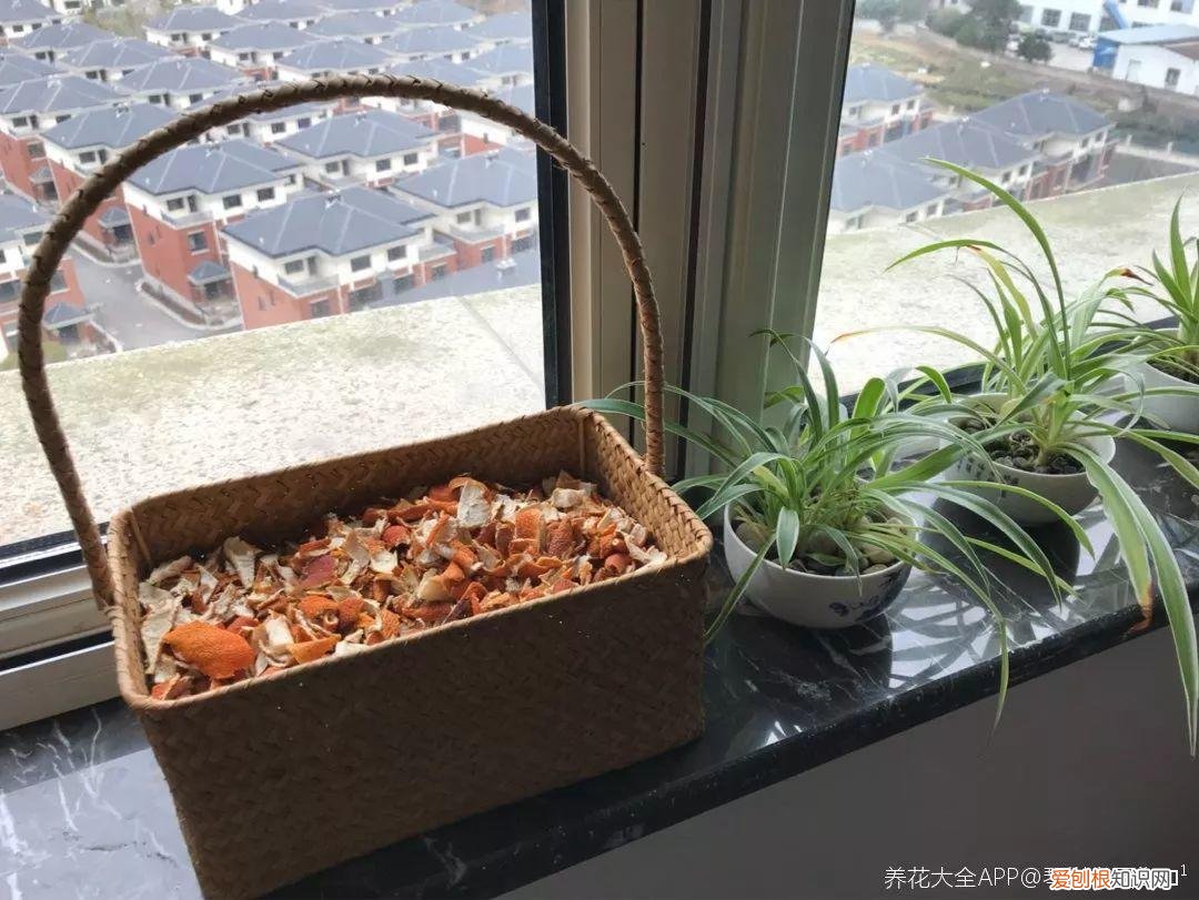 养花大全各种花图片全，6个养花实用小窍门，业余爱好者的秘籍，养好花并不难