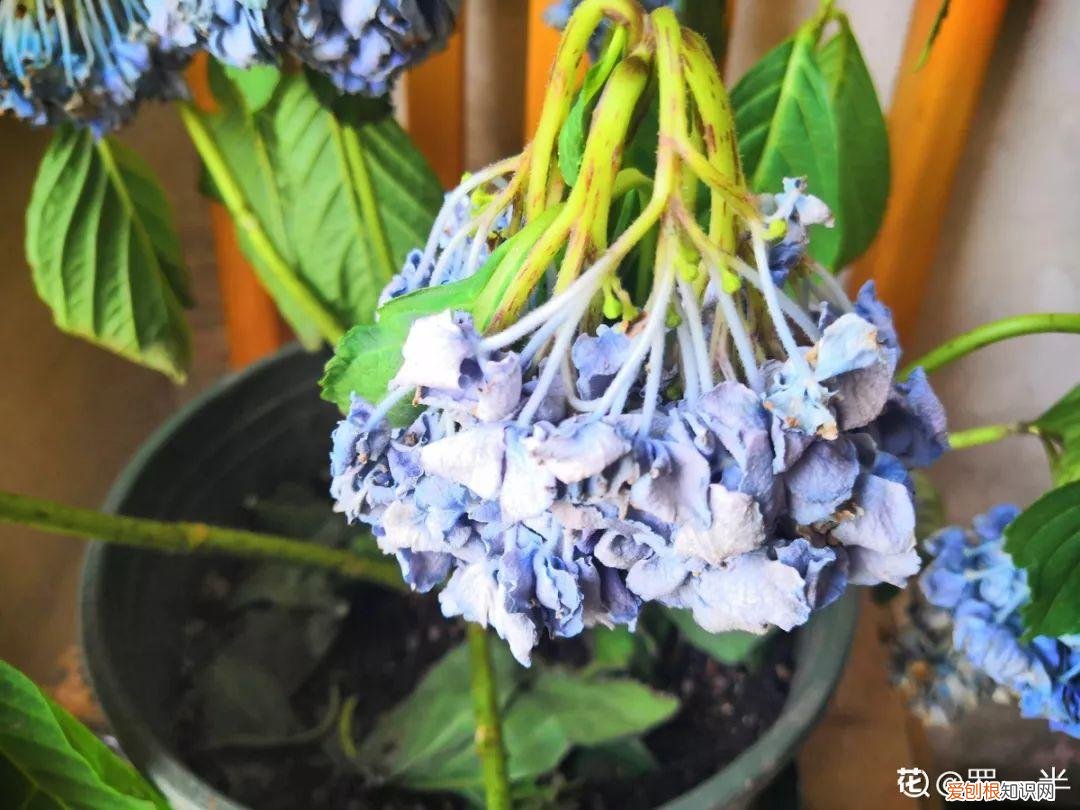 养花大全各种花图片全，6个养花实用小窍门，业余爱好者的秘籍，养好花并不难