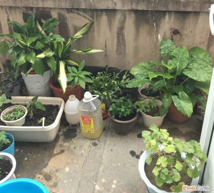 养花大全各种花图片全，6个养花实用小窍门，业余爱好者的秘籍，养好花并不难