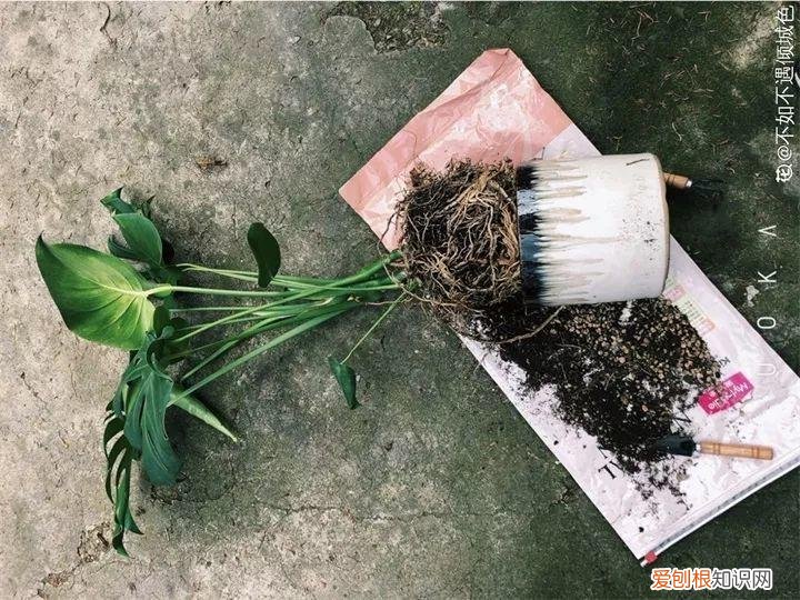 养花大全各种花图片全，6个养花实用小窍门，业余爱好者的秘籍，养好花并不难