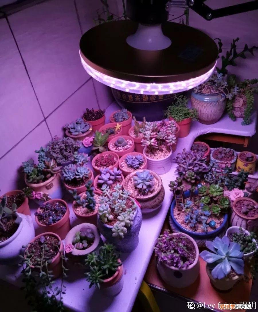 养花大全各种花图片全，6个养花实用小窍门，业余爱好者的秘籍，养好花并不难