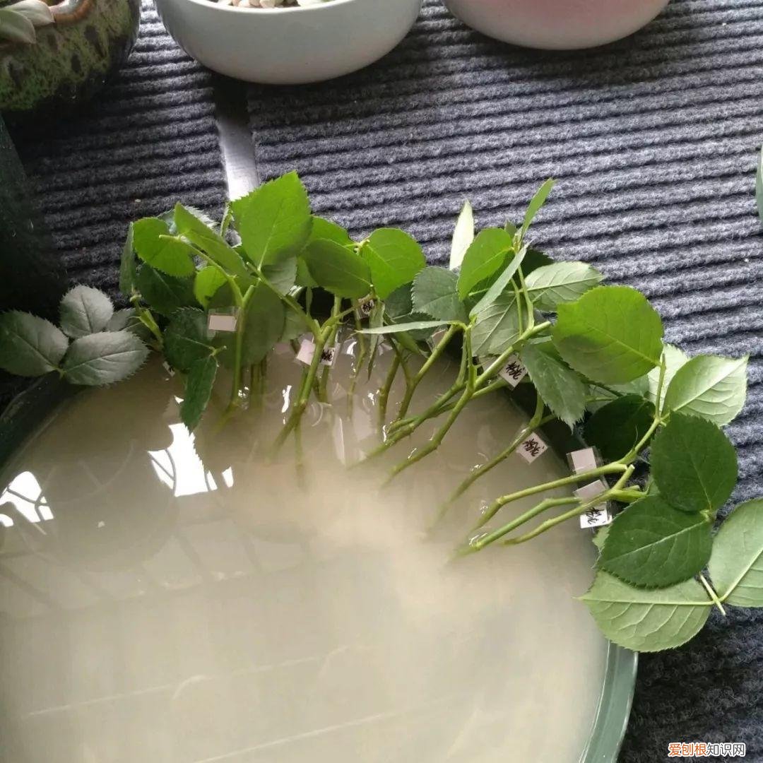 养花大全各种花图片全，6个养花实用小窍门，业余爱好者的秘籍，养好花并不难