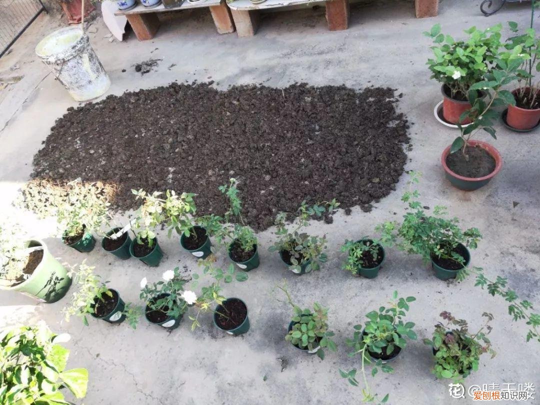 养花大全各种花图片全，6个养花实用小窍门，业余爱好者的秘籍，养好花并不难