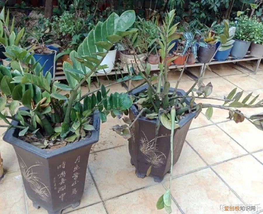 养花大全各种花图片全，6个养花实用小窍门，业余爱好者的秘籍，养好花并不难