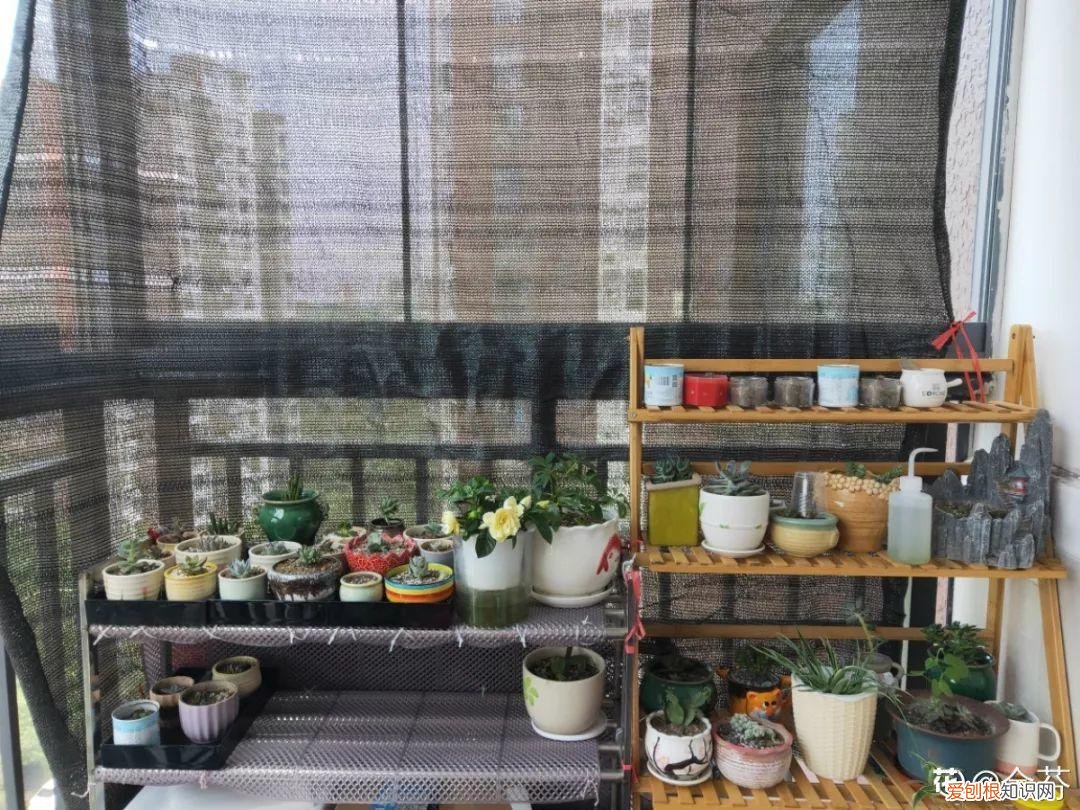 养花大全各种花图片全，6个养花实用小窍门，业余爱好者的秘籍，养好花并不难