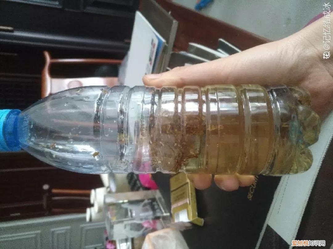 养花大全各种花图片全，6个养花实用小窍门，业余爱好者的秘籍，养好花并不难