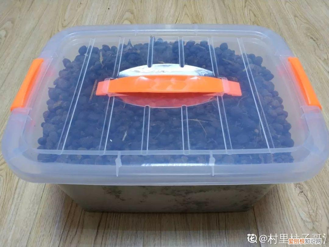 养花大全各种花图片全，6个养花实用小窍门，业余爱好者的秘籍，养好花并不难