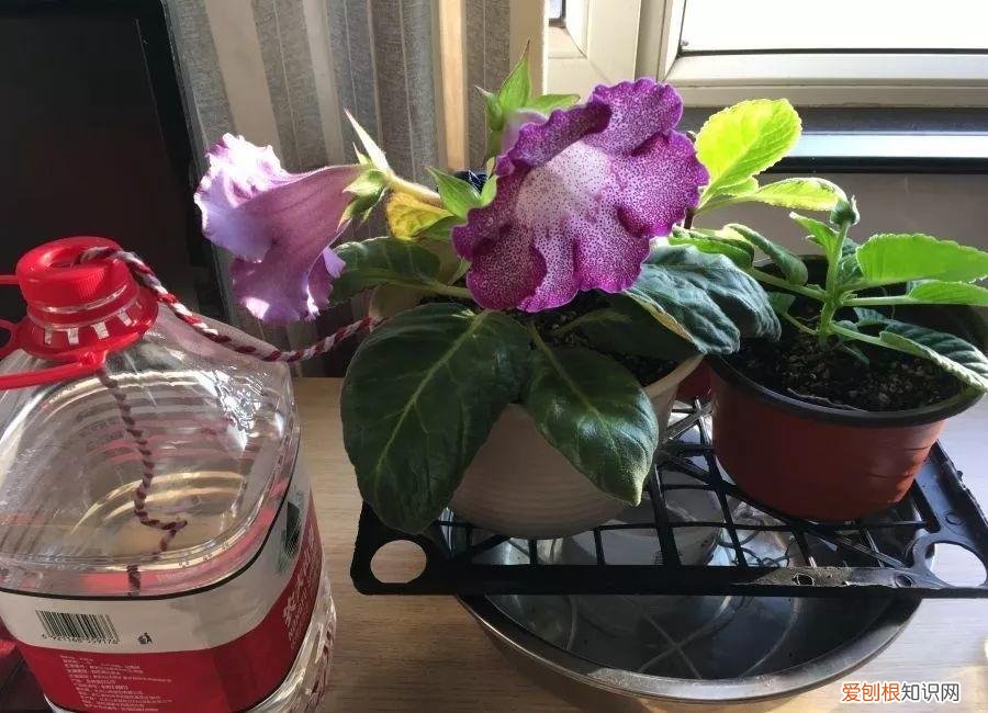 养花大全各种花图片全，6个养花实用小窍门，业余爱好者的秘籍，养好花并不难